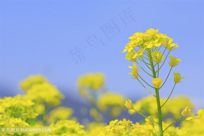 美丽油菜花图片海报