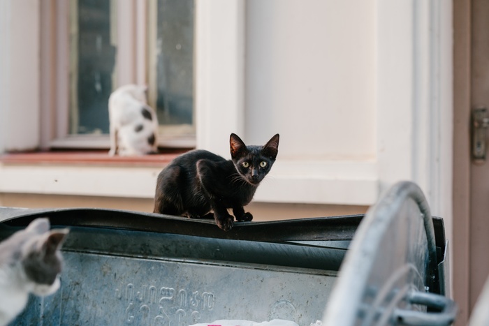 可爱猫咪猫猫摄影素材