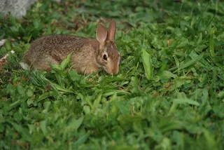 兔子可爱动物素材动物实拍