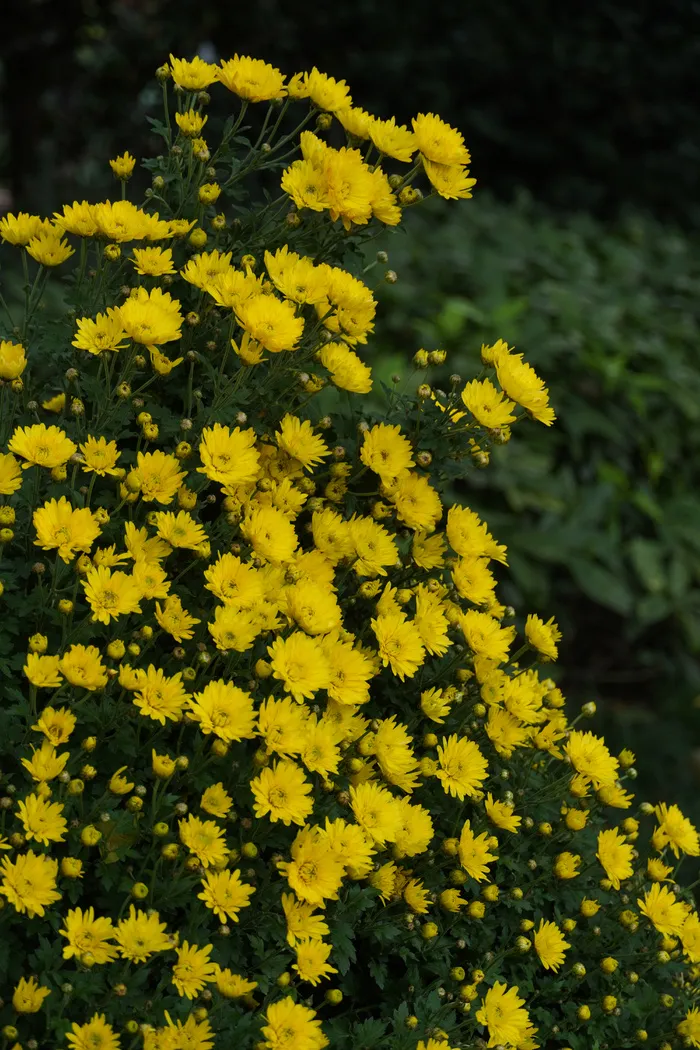 黄色菊花图片