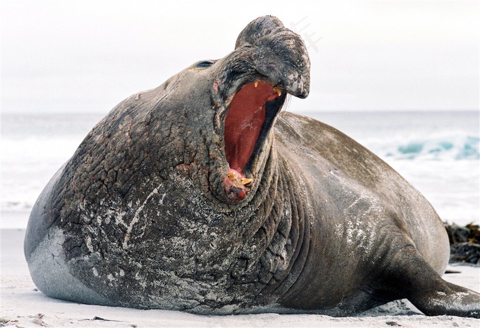 可怕的海象图片