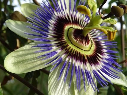 奇特的西番莲花图片下载