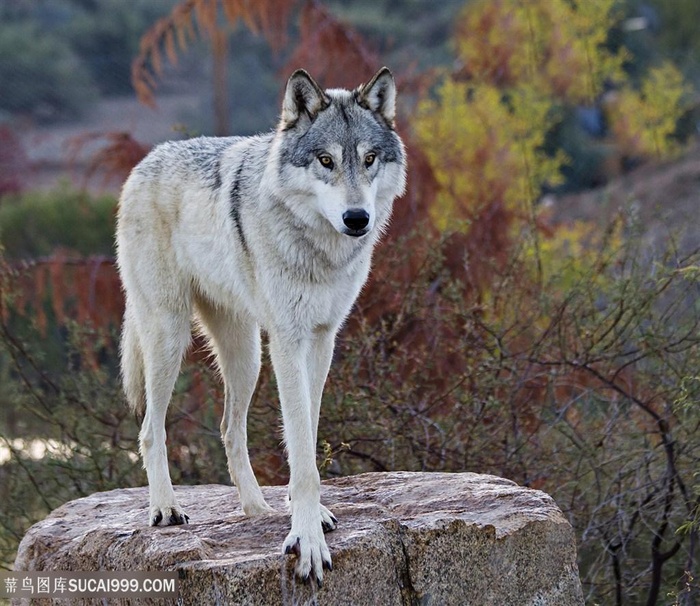 石墩上的狼图片