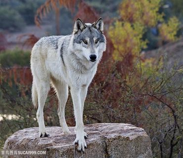 石墩上的狼图片