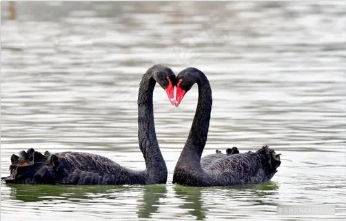 野生超高清黑天鹅野外生物图片