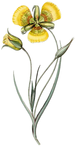 复古手绘植物花卉玫瑰花PNG免扣图案高清图片PS设计素材图 复古手绘植物花卉玫瑰花PNG免扣图案高清图片PS设计素材图
