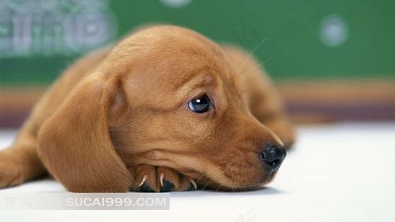 趴着的棕色宠物狗