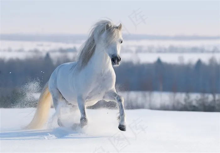 雪地里白色骏马图片