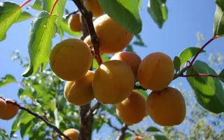 长满树枝的黄桃图片