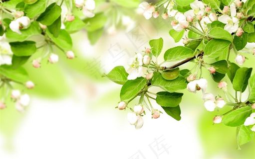 清新的苹果花图片