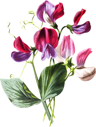 复古手绘植物花卉玫瑰花PNG免扣图案高清图片PS设计素材图