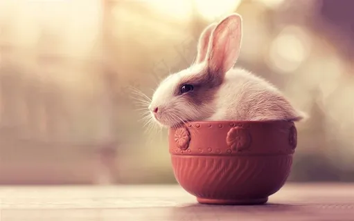 可爱萌宠的兔子素材 可爱萌宠的兔子素材