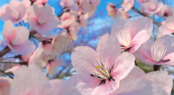 烂漫粉色樱花图片 烂漫粉色樱花图片