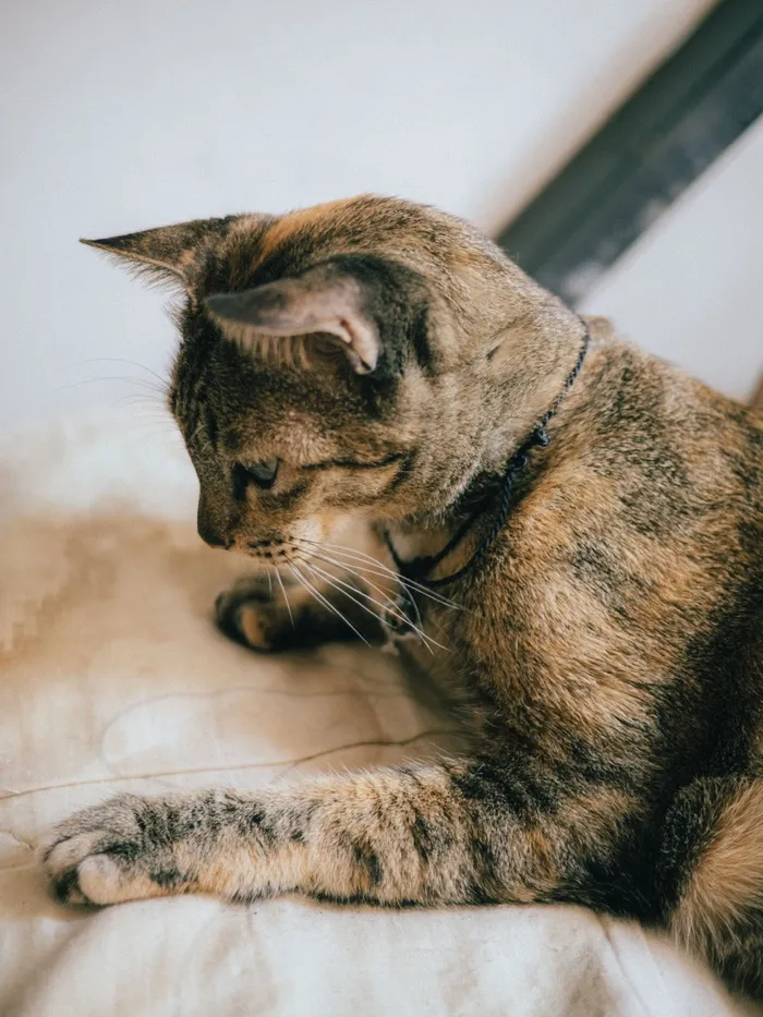 可爱猫咪猫猫摄影素材