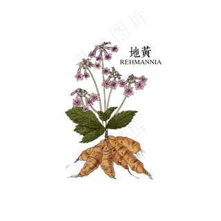 手绘草本中药药材地黄