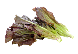 油麦菜 (8)超市商品白底图免抠实物摄影png格式图片透明底