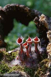 雏鸟摄影图片