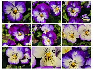 摄影花卉 蓝色蝴蝶花三色堇双色脸猫脸花