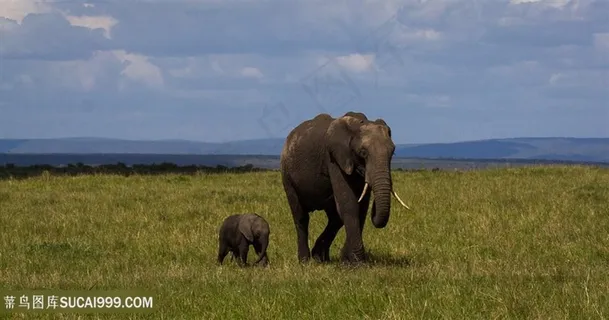 草原上的小象与大象图片