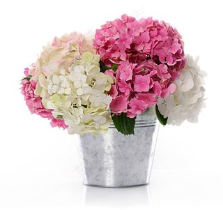 一大盆粉色花朵