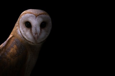 一只白脸猫头鹰