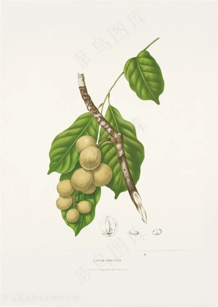 手绘山楝植物插画图片