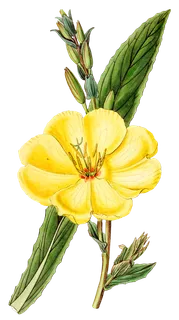 复古手绘植物花卉玫瑰花PNG免扣图案高清图片PS设计素材图