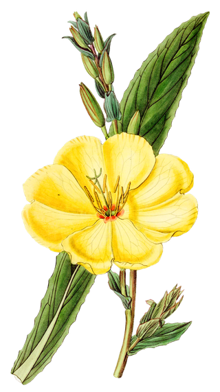 复古手绘植物花卉玫瑰花PNG免扣图案高清图片PS设计素材图