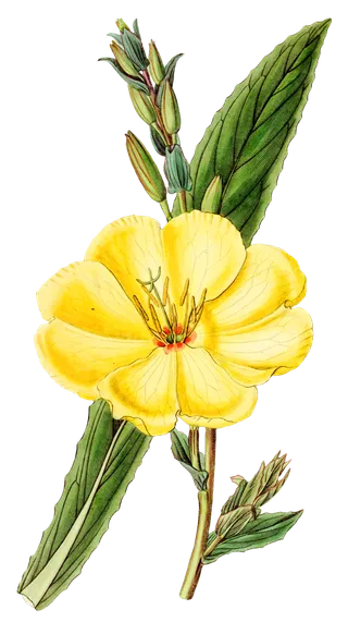 复古手绘植物花卉玫瑰花PNG免扣图案高清图片PS设计素材图