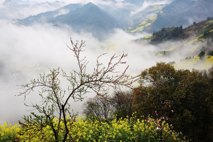 安徽石潭油菜花风景图片-第5张