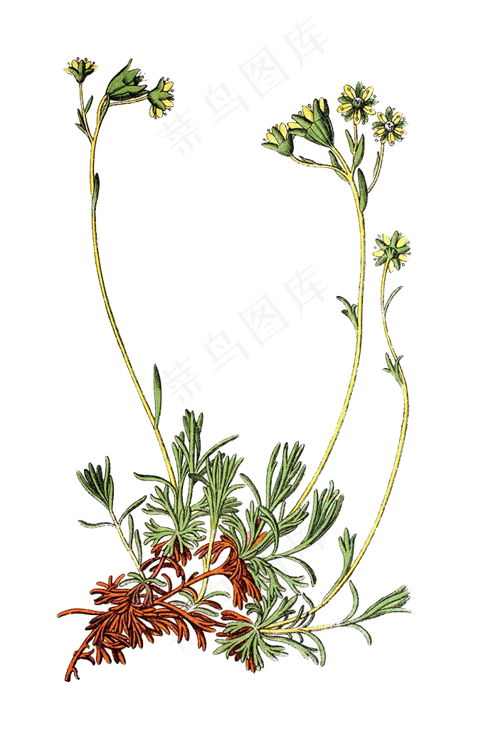 手绘草本中药药材