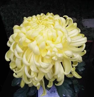 盛开的白色菊花好漂亮