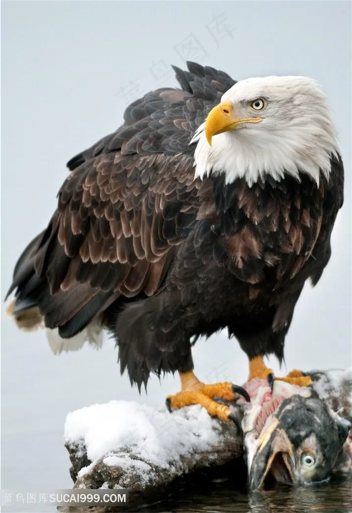 抓着鱼站在石头上的老鹰图片素材