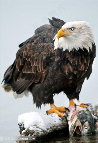 抓着鱼站在石头上的老鹰图片素材