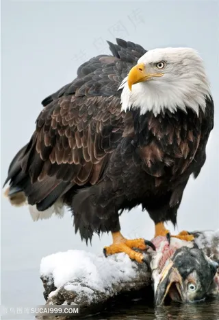 抓着鱼站在石头上的老鹰图片素材