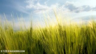 稻草唯美风景画壁纸