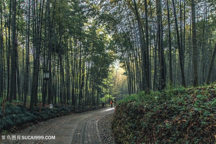 林间小路竹林