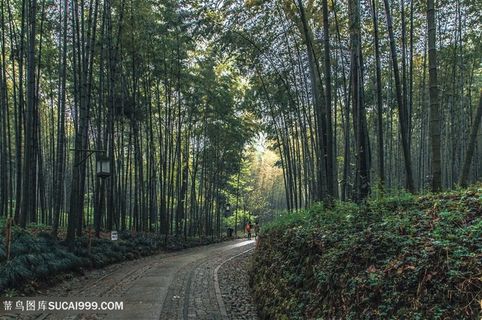 林间小路竹林 林间小路竹林