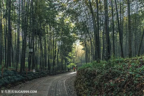林间小路竹林 林间小路竹林