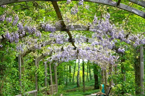 花园紫藤花图片