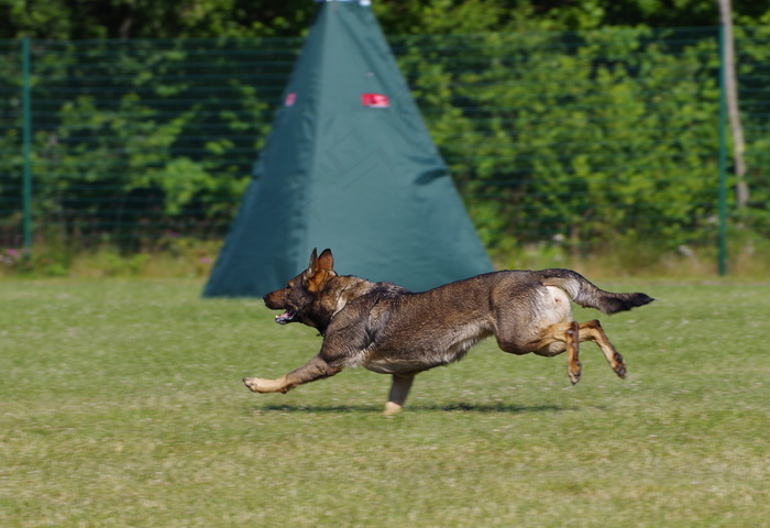 勇猛德国牧羊犬图片