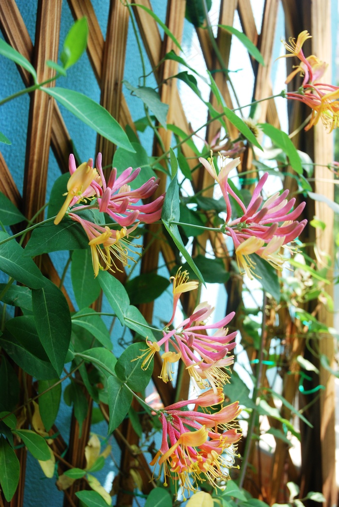 鲜花高清图片