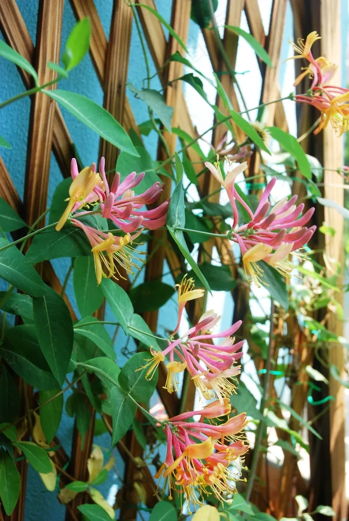 鲜花高清图片