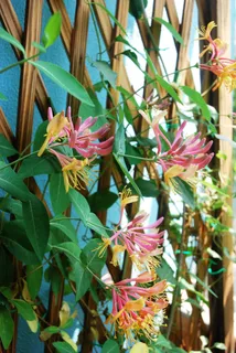 鲜花高清图片 鲜花高清图片