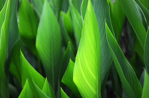 绿色植物也门铁