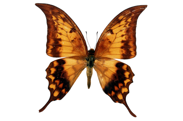 蝴蝶 彩蝶 花蝴蝶 动物 昆虫 免抠