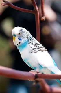 一只虎皮鹦鹉近景特写摄影