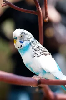 一只虎皮鹦鹉近景特写摄影 一只虎皮鹦鹉近景特写摄影