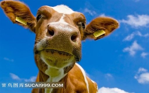 奶牛头部摄影素材