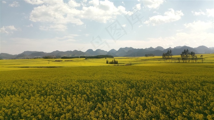油菜花摄影图片